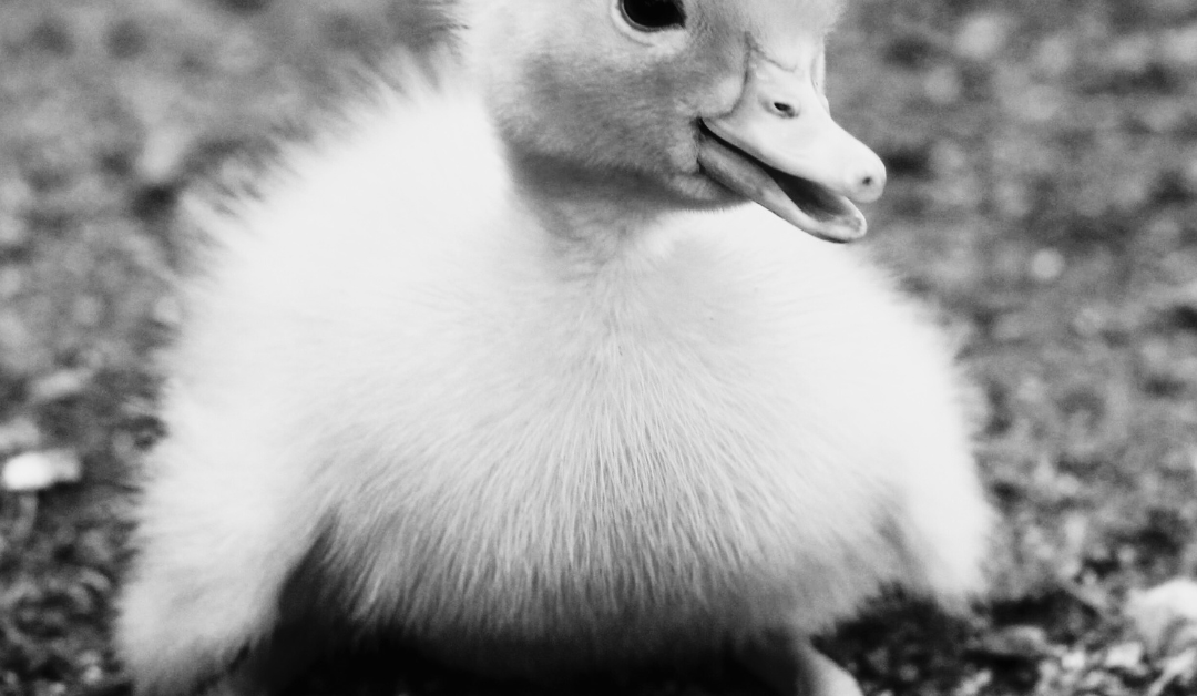 A duck in place of Aoife